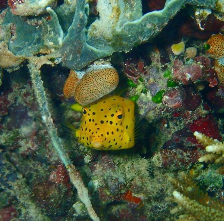 Erens Sauwandarek Guest House Pulau Mansuar Eksteriør billede