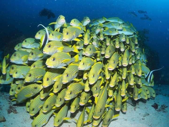 Erens Sauwandarek Guest House Pulau Mansuar Eksteriør billede